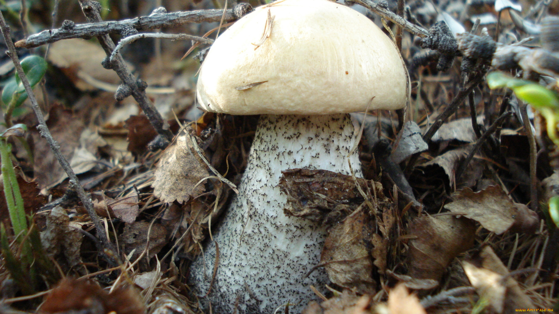природа, грибы, листья, осень, гриб