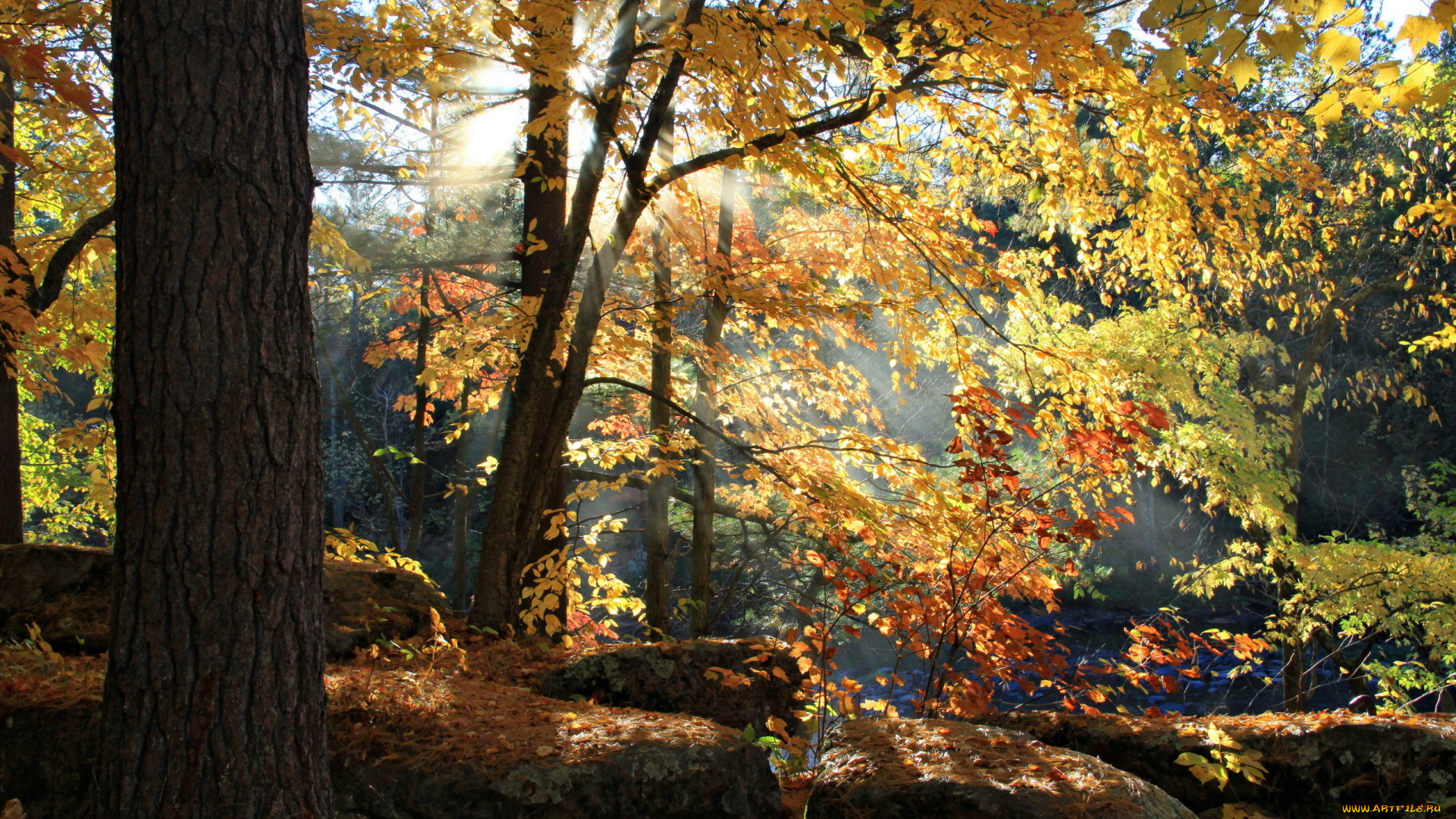 природа, лес, свет, осень