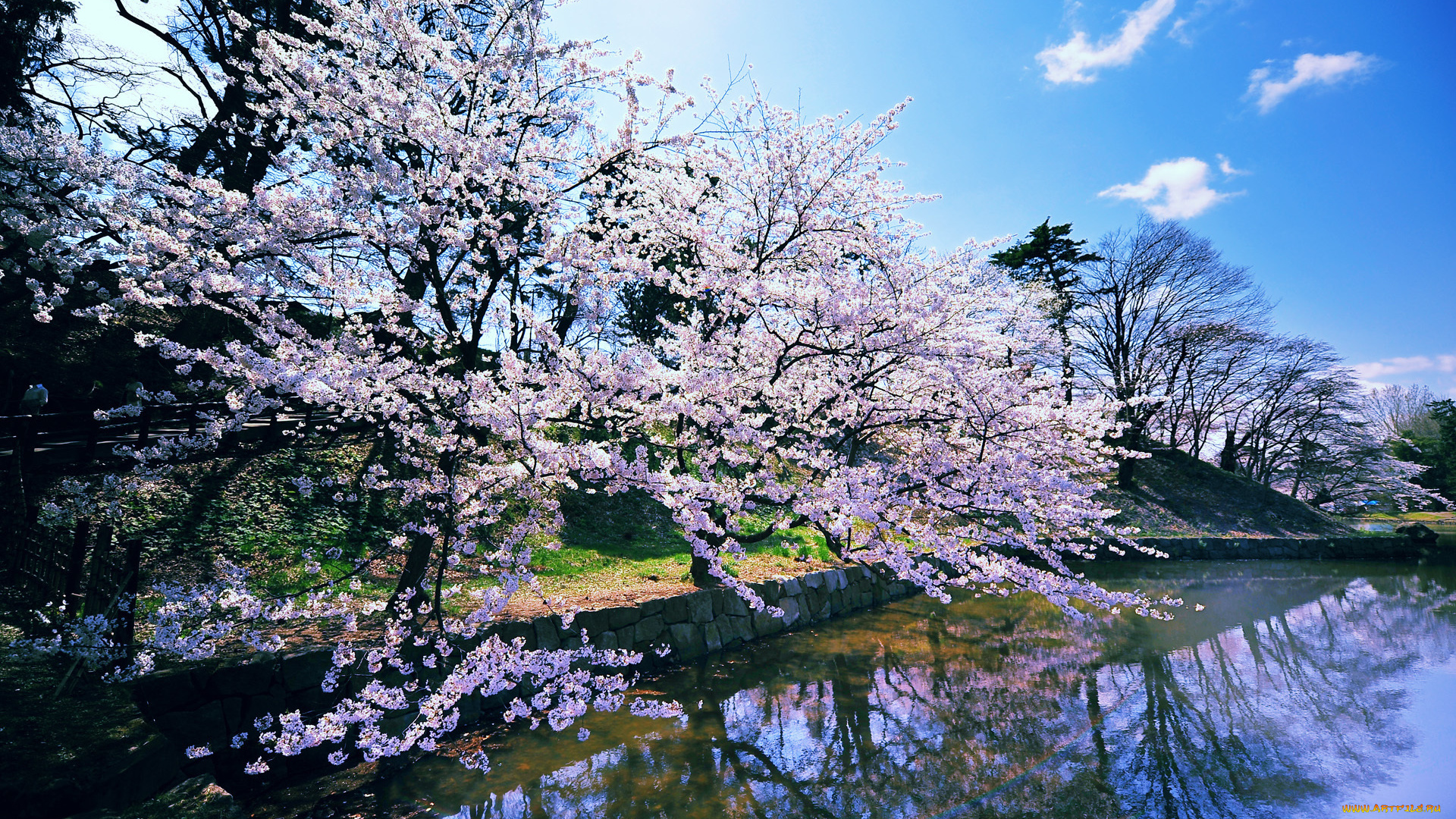 природа, парк, водоем, цветущая, сакура, весна