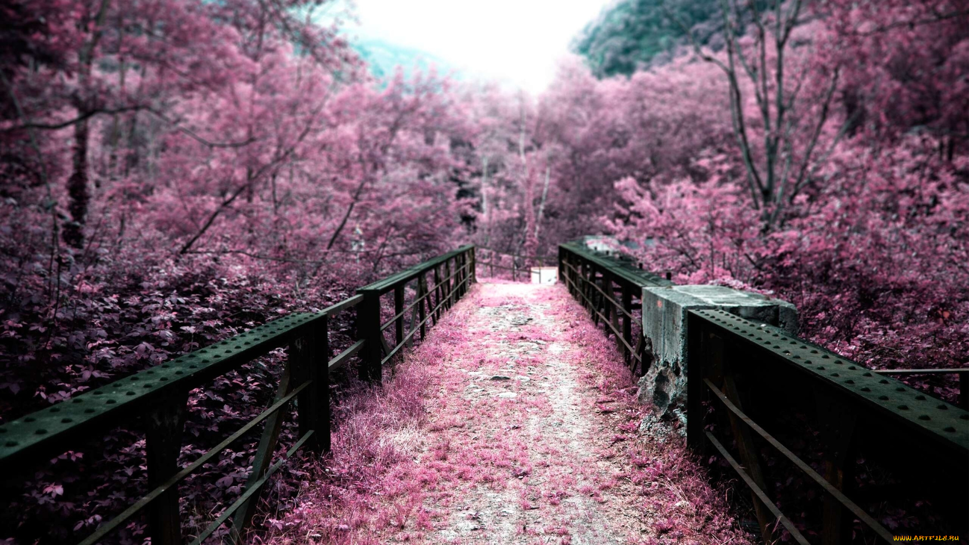 природа, парк, Япония, сакура, сад, цветы, мостик, лепестки, розовый, цвет