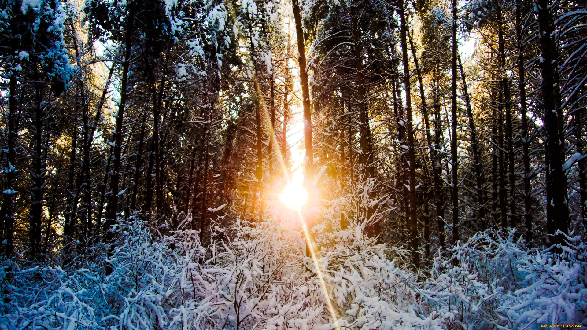 природа, зима, деревья, лес, закат, снег
