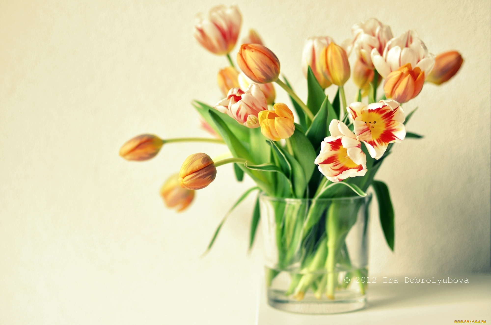 цветы природа тюльпаны букет бесплатно