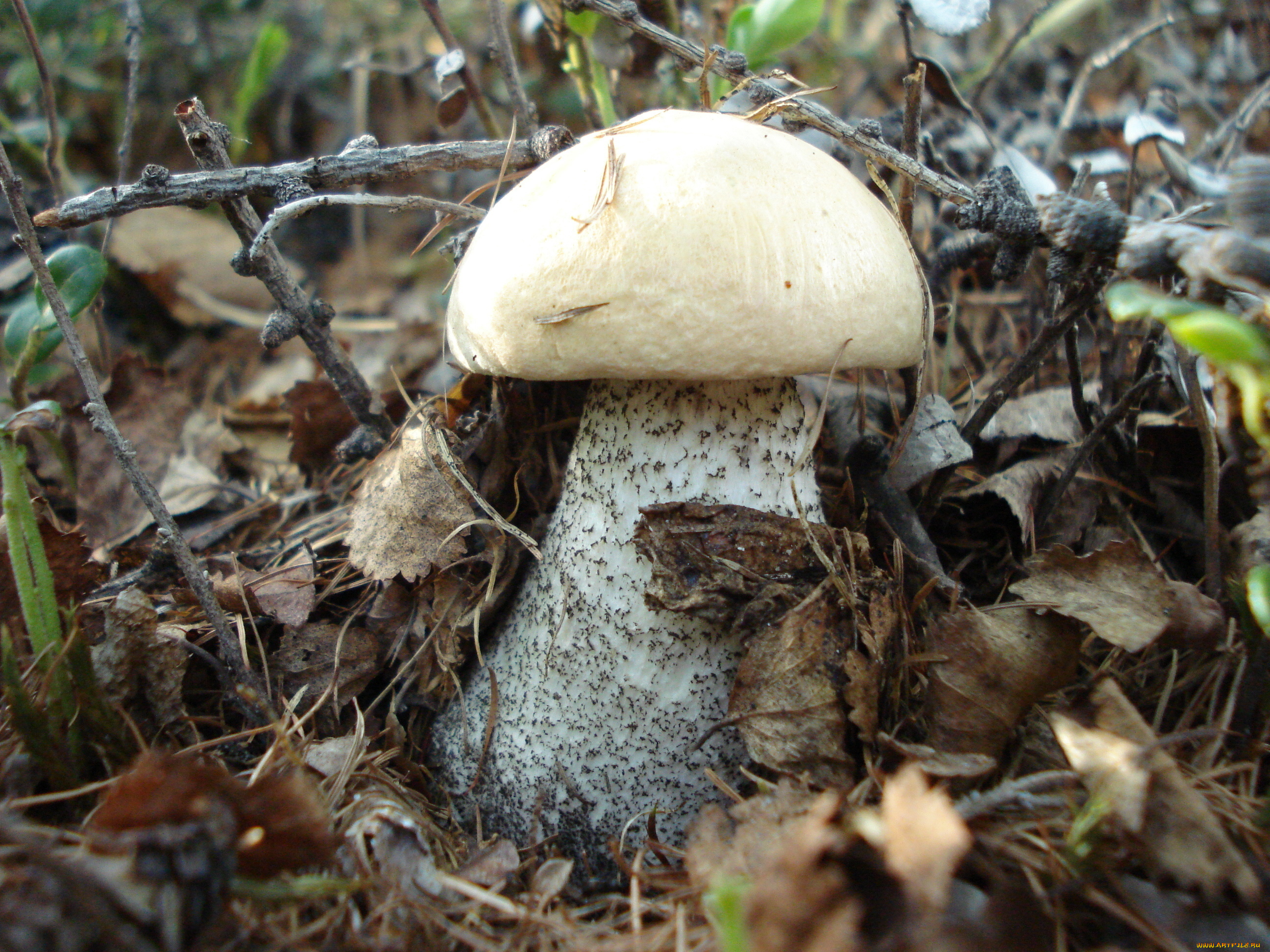 природа, грибы, листья, осень, гриб