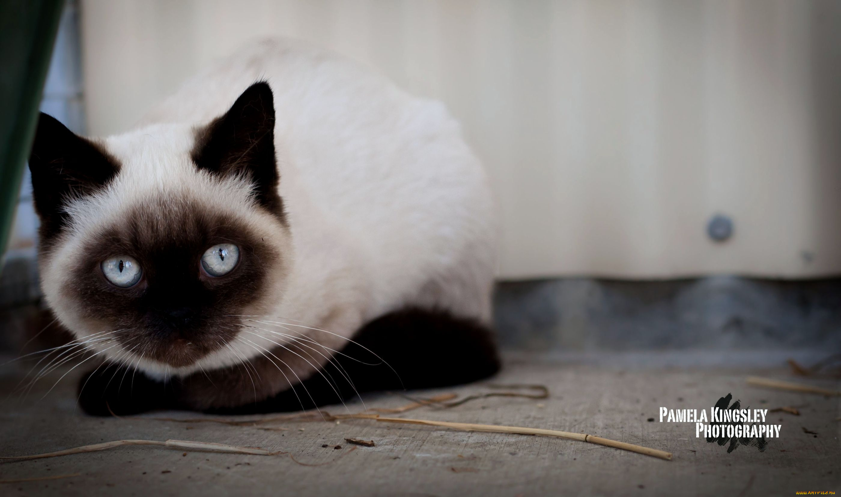 животные, коты, глаза, сиамский, кот