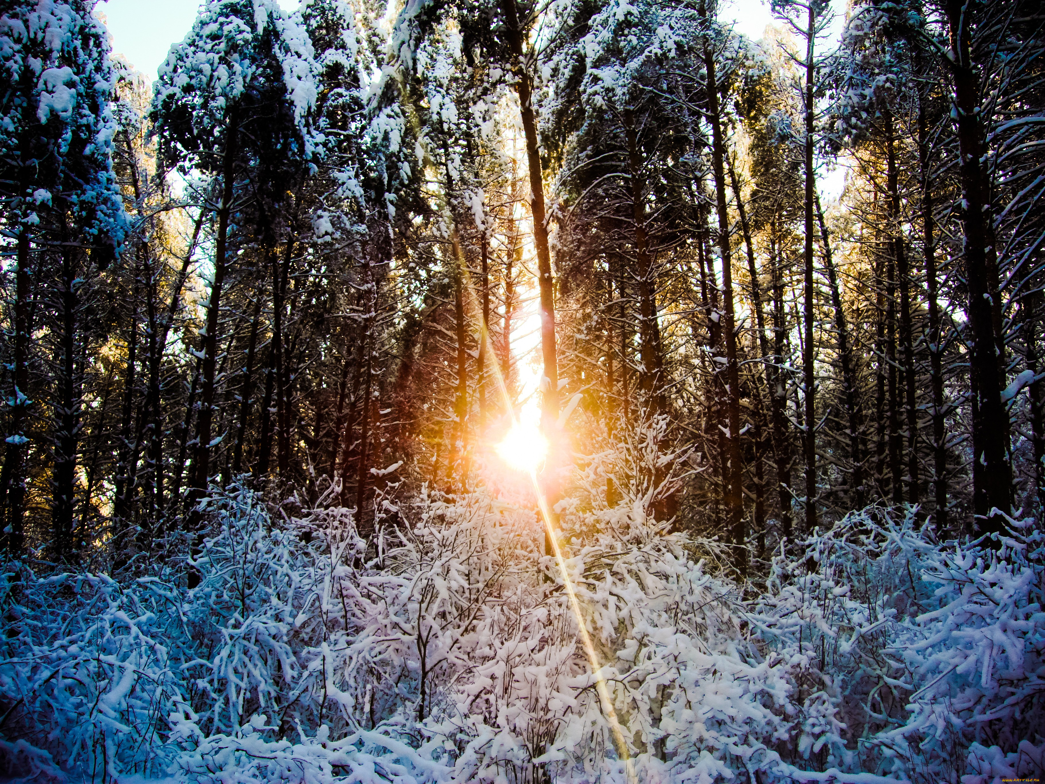 Фф и в морозном лесу я навеки. Зимний лес. Зима солнце. Зимний лес солнце. Утро в зимнем лесу.