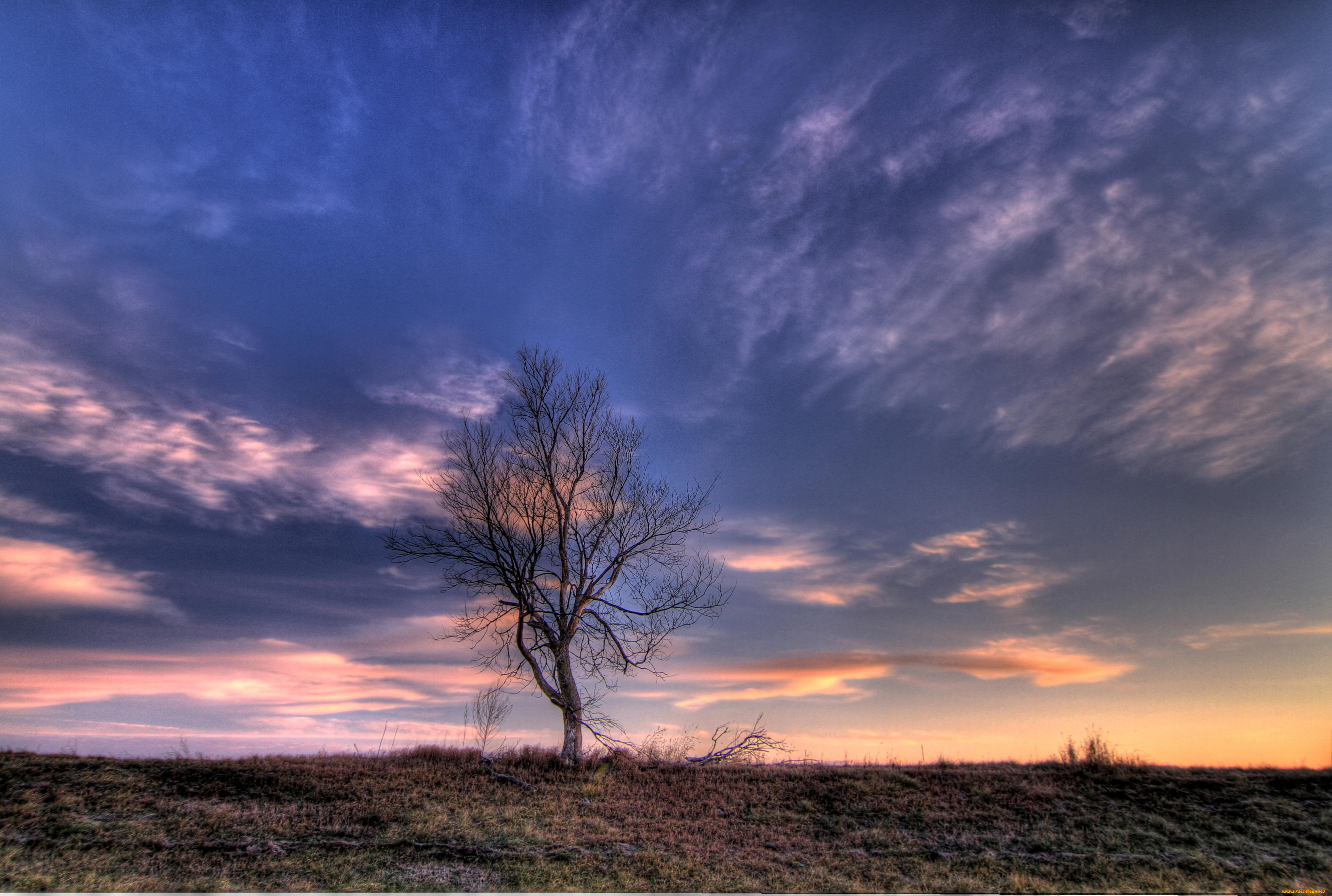 природа, деревья, tree