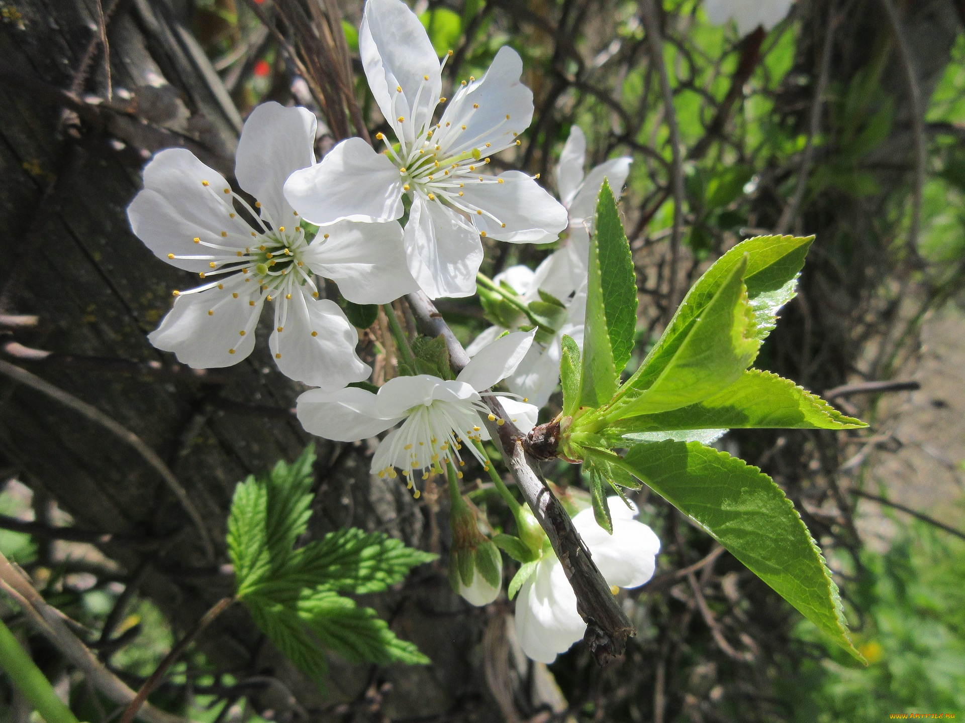 цветы, сакура, , вишня, апрель, весна, 2018