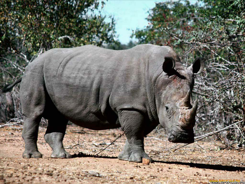 носорог, животные, носороги