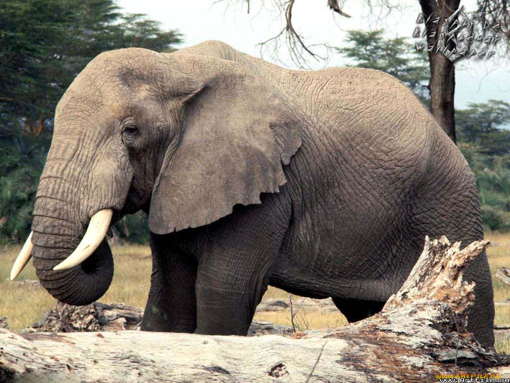 слоник, животные, слоны