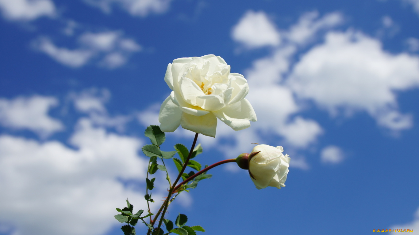 Белая роза закат без смс