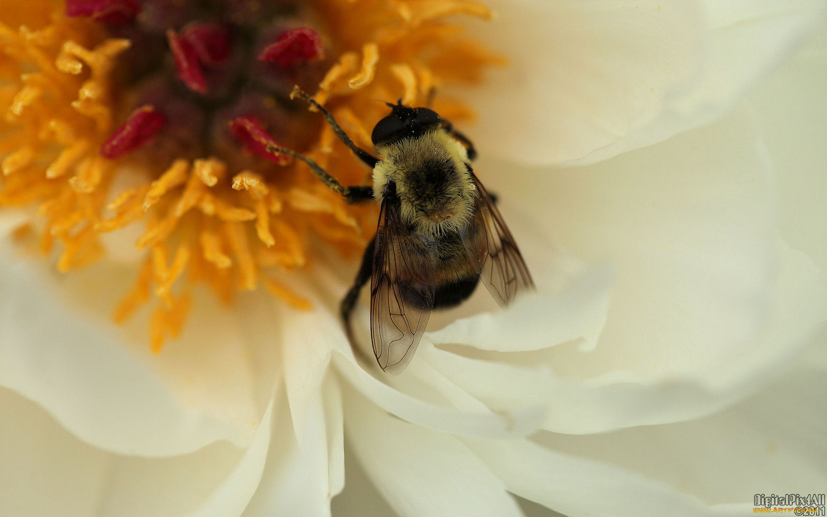 животные, пчелы, осы, шмели, цветы, шершень