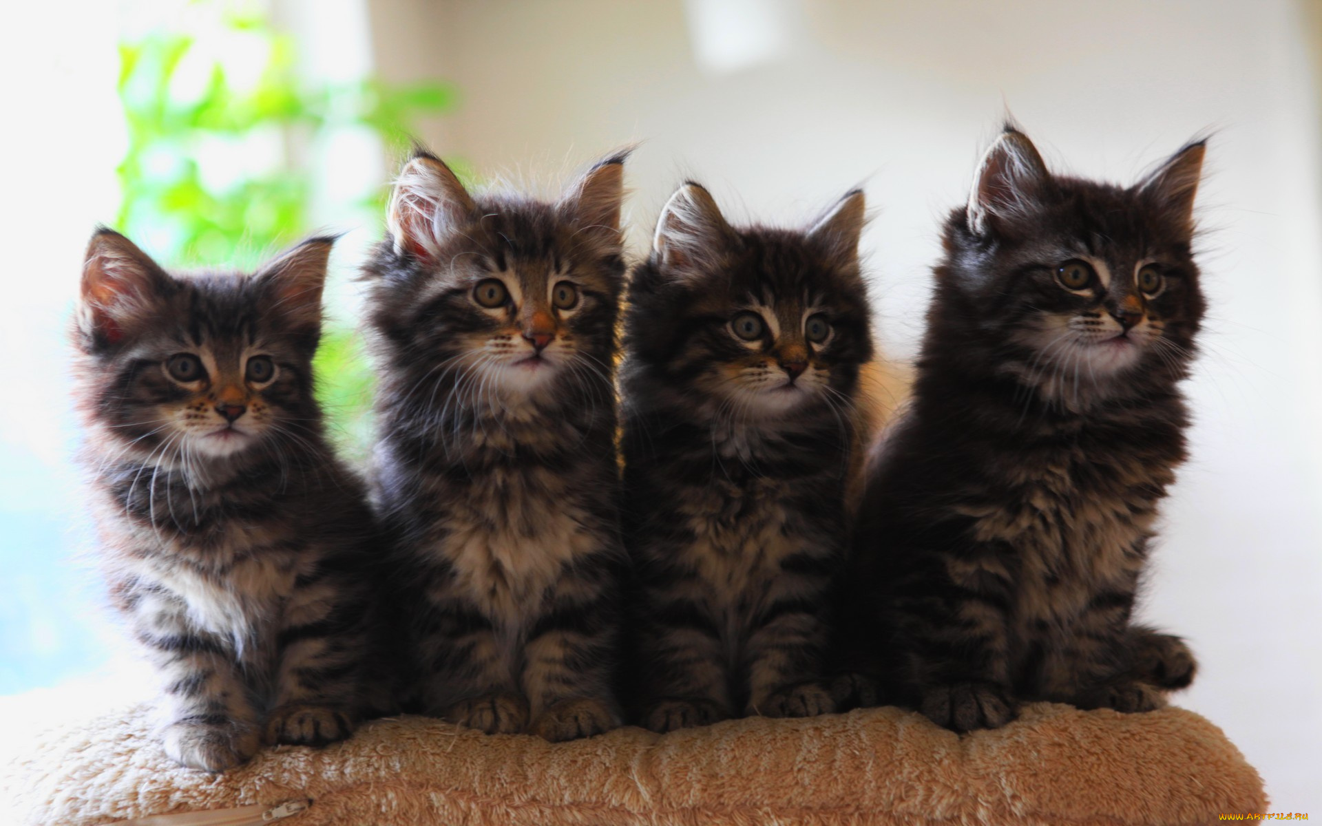 Слово 4 котенка. Четыре кошки. 4 Котенка. Четыре кота фото. Котята 4 штуки.