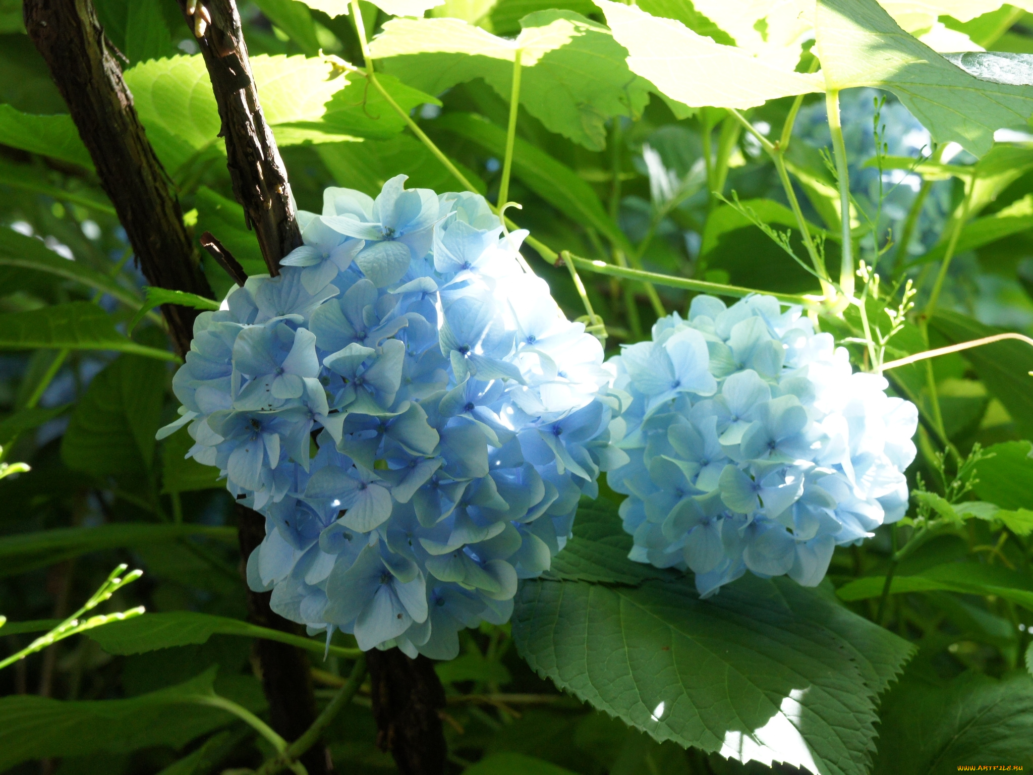 цветы, гортензия, голубая