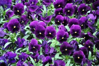 Картинка цветы анютины глазки садовые фиалки яркий фиолетовый много