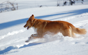 Картинка животные собаки снег рижая