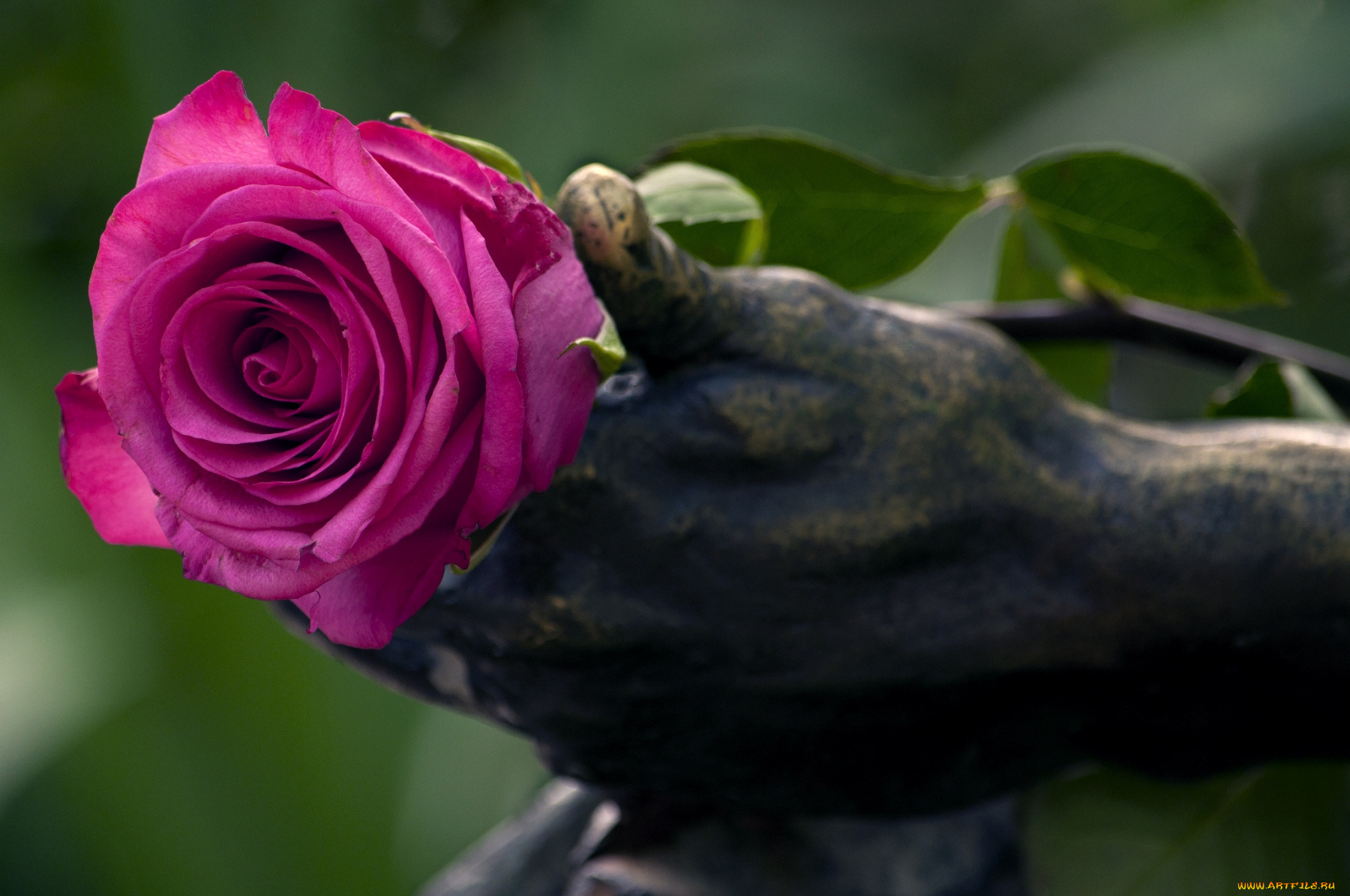 цветы, розы, лиловый, роза, статуя, рука