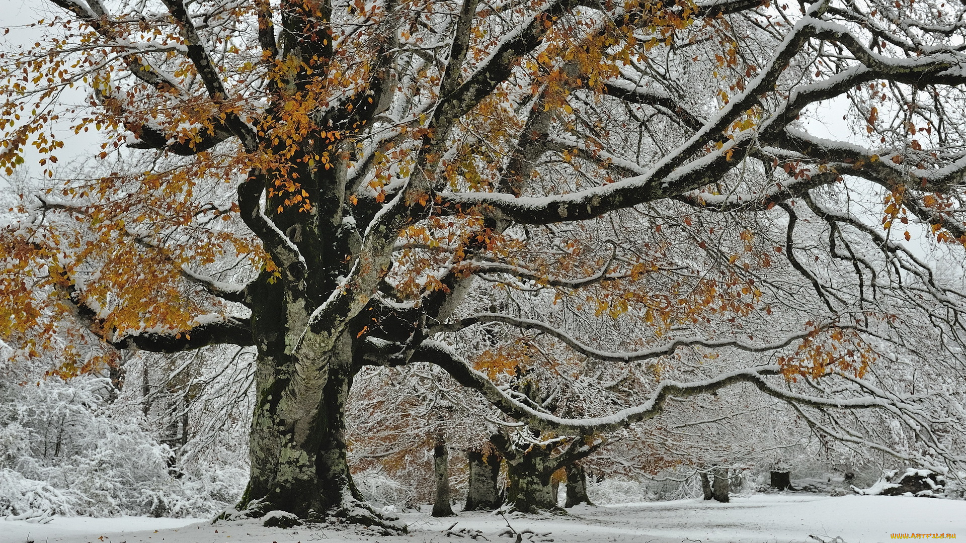 природа, деревья, снег, осень