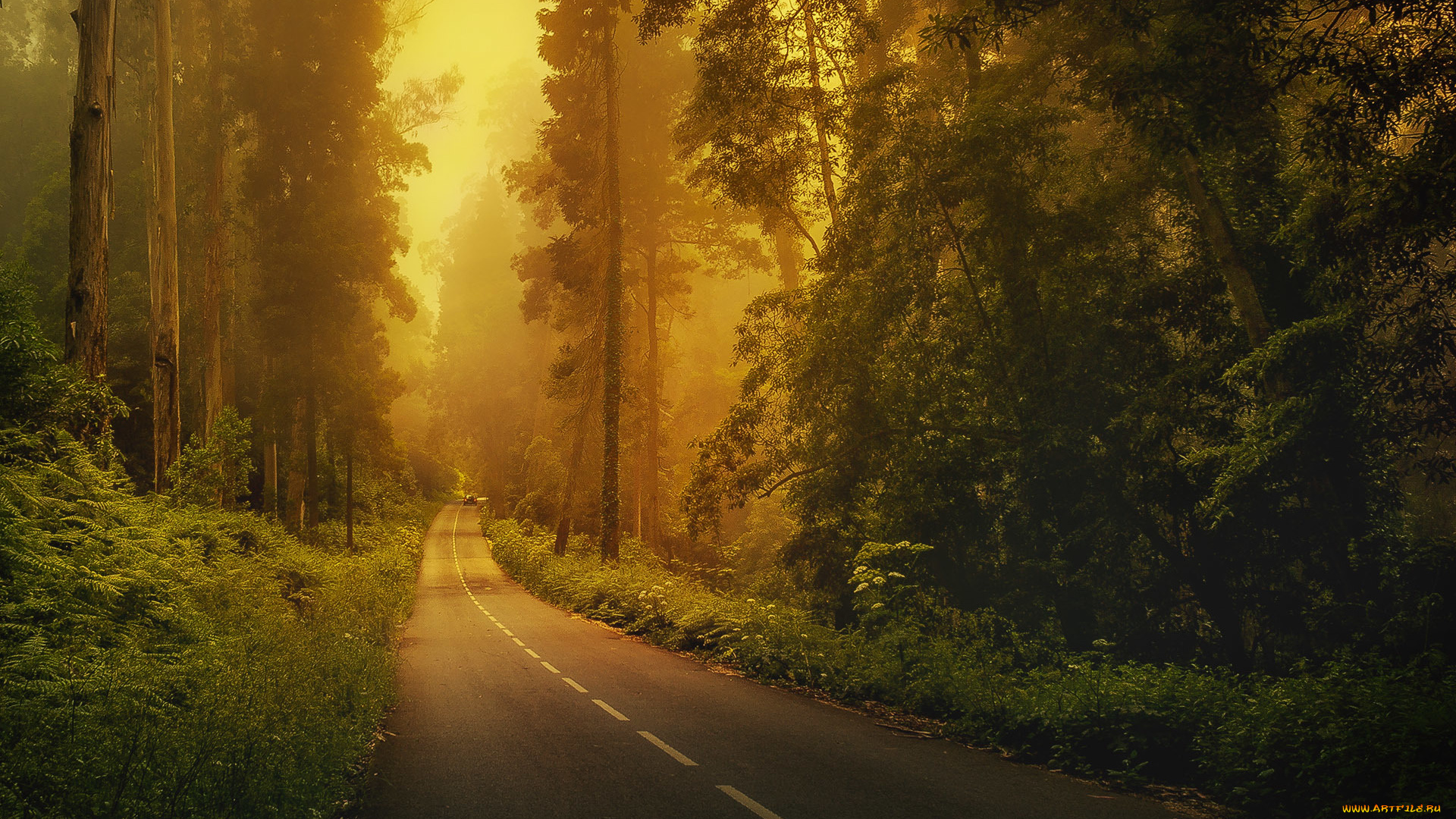 природа, дороги, разметка, лес, машина, деревья, трава, туман