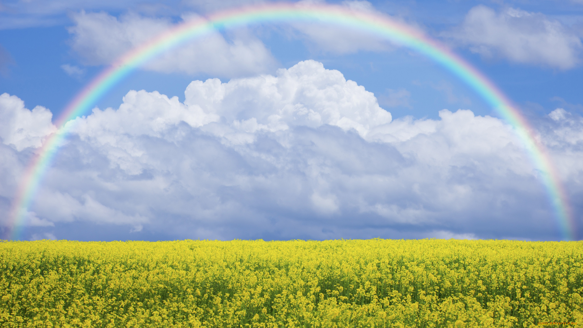 природа, луга, поле, луг, цветы, небо, радуга, nature, field, lawn, flowers, sky, rainbow