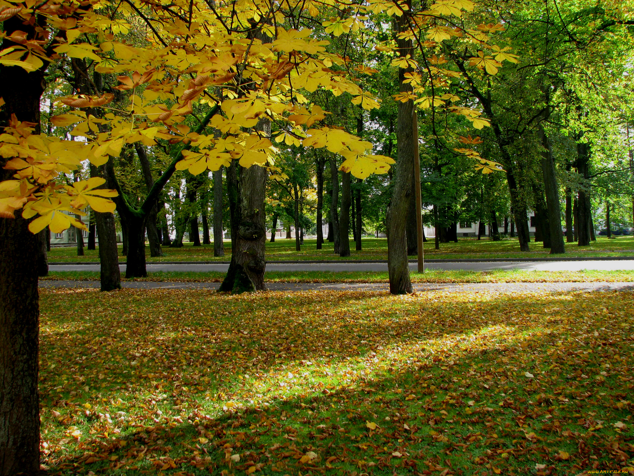 природа, парк, деревья, осень