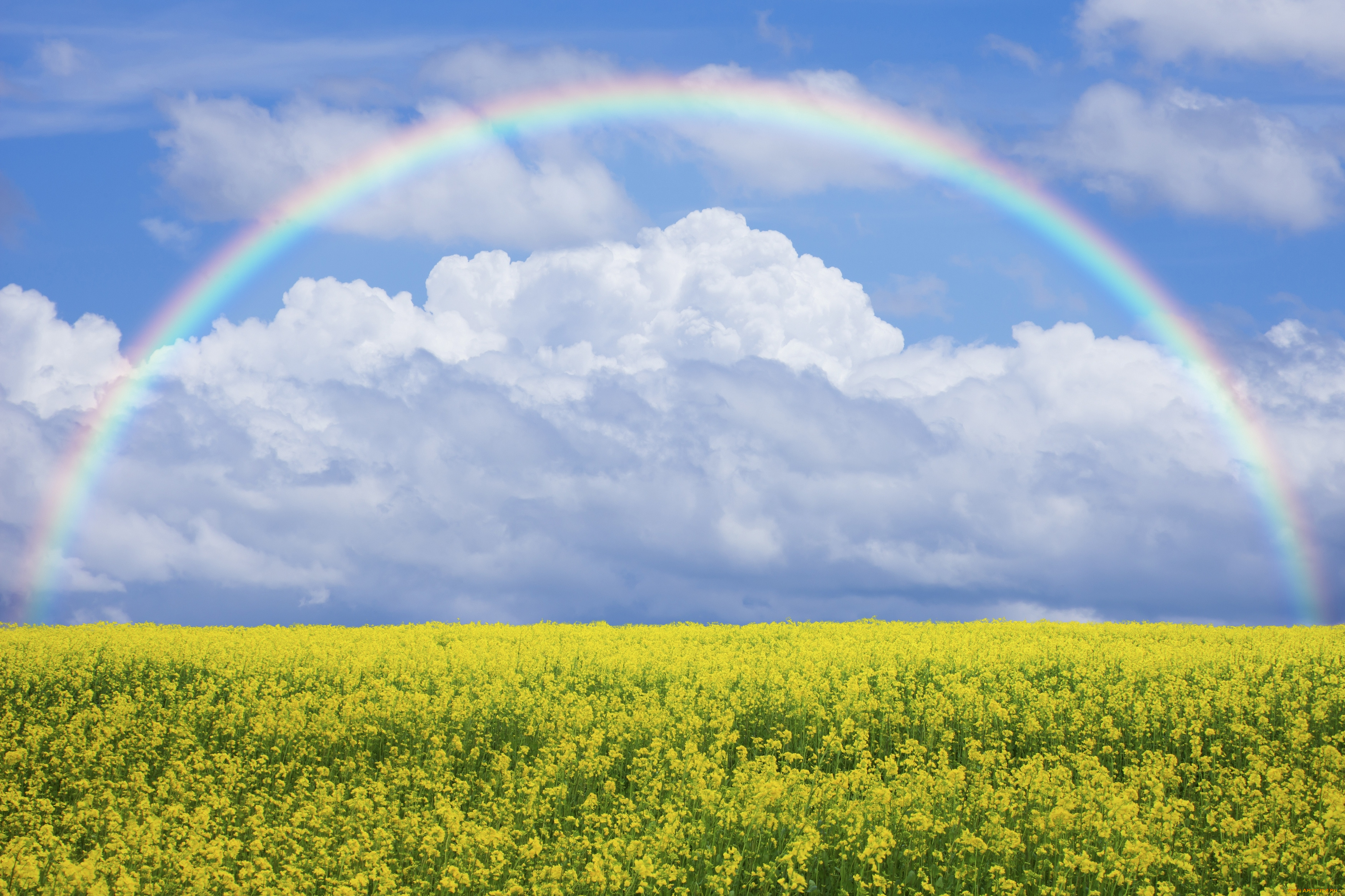 природа, луга, поле, луг, цветы, небо, радуга, nature, field, lawn, flowers, sky, rainbow