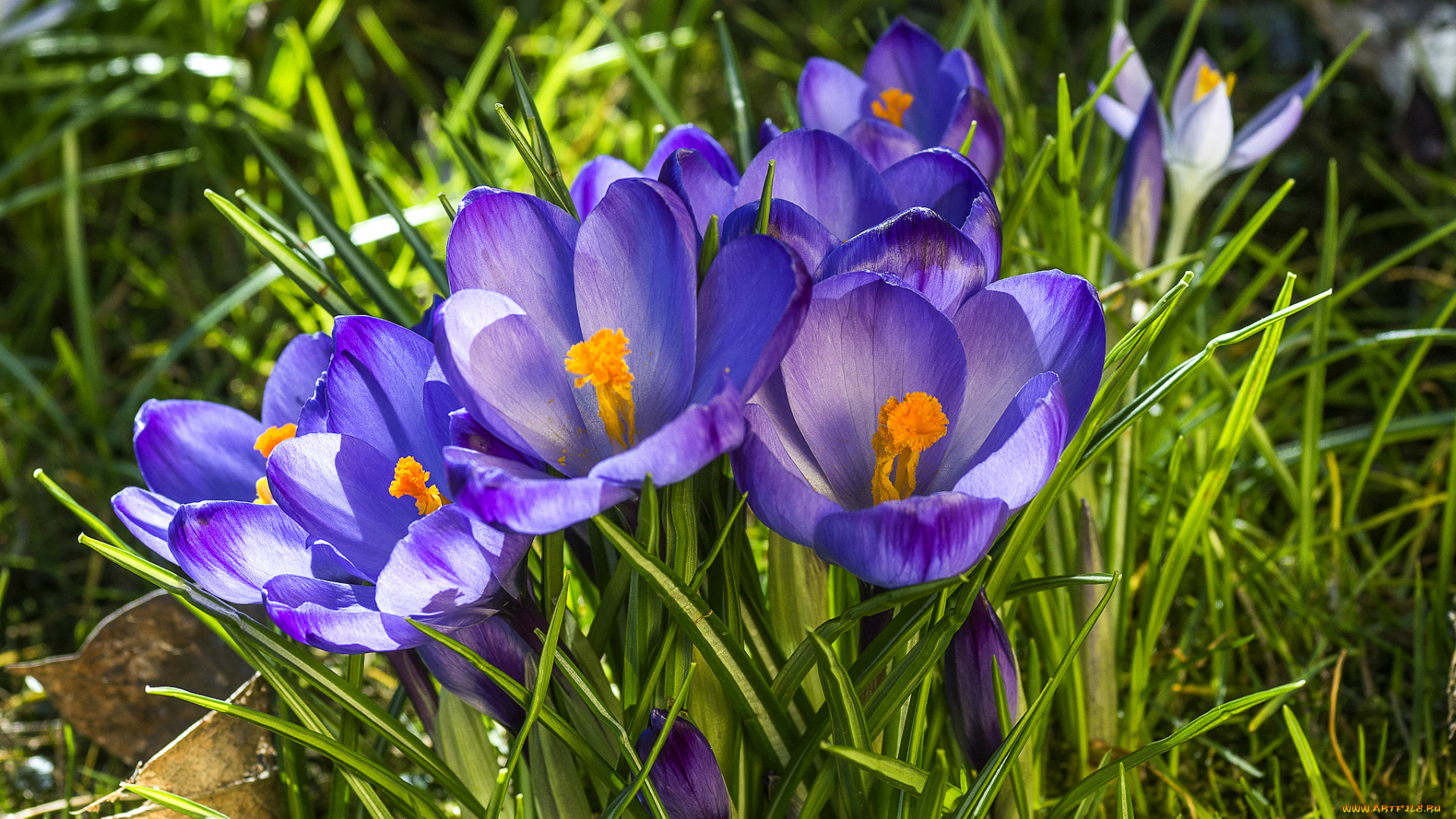 цветы, крокусы, фиолетовый, весна
