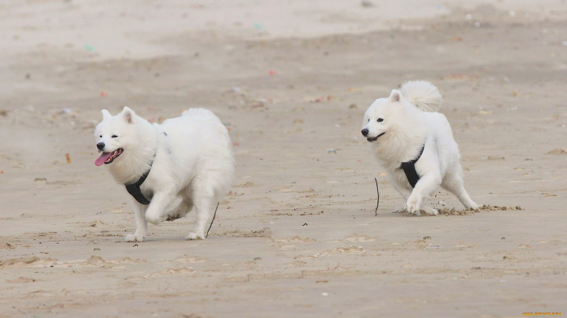 животные, собаки, пляж, песок, бег