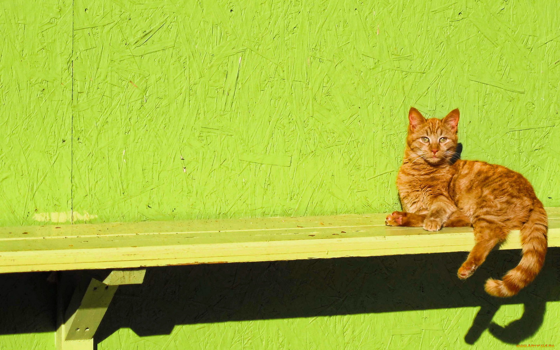 природа животные кот скамейка лавка nature animals cat bench shop бесплатно