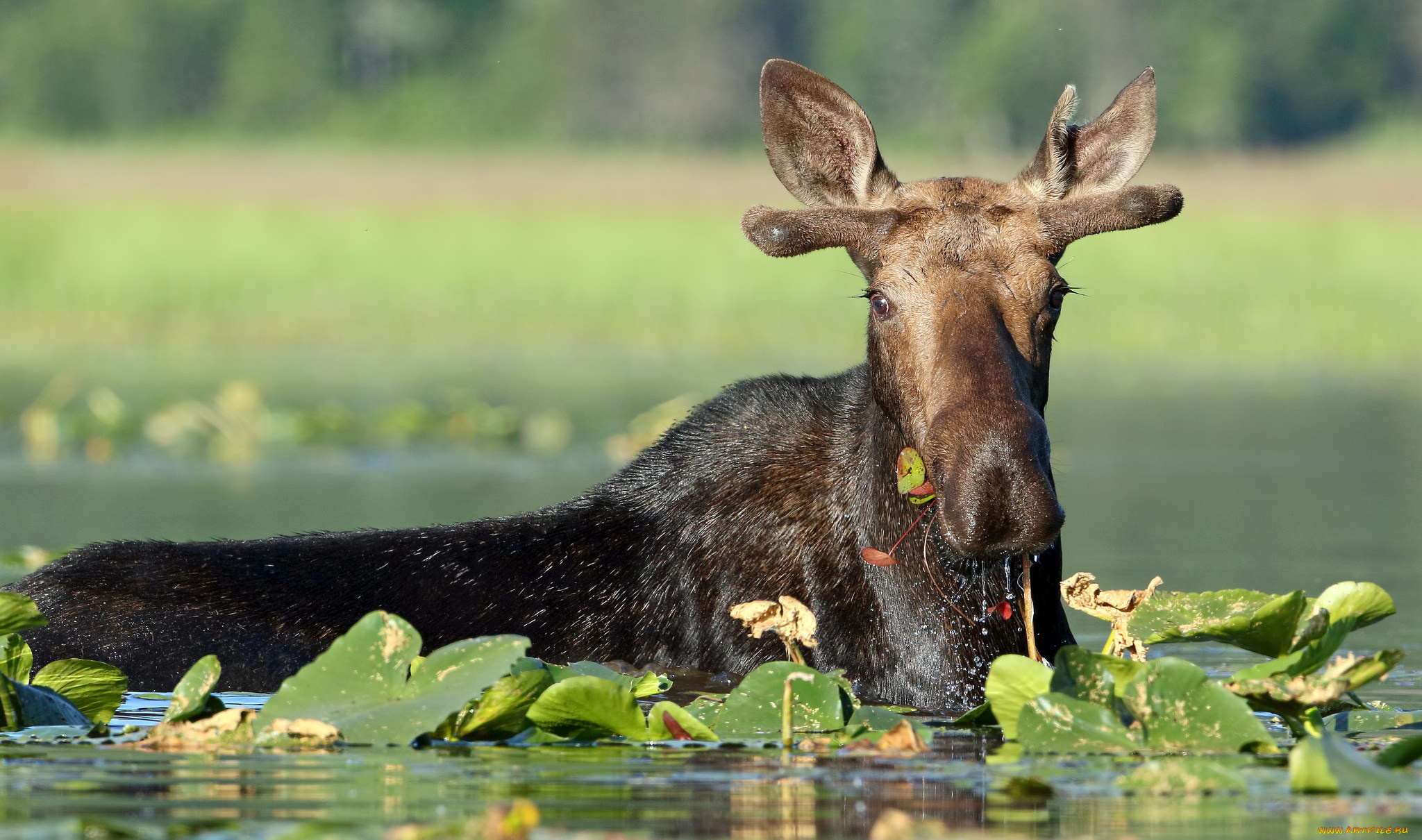 животные, лоси, лось, вода, листья