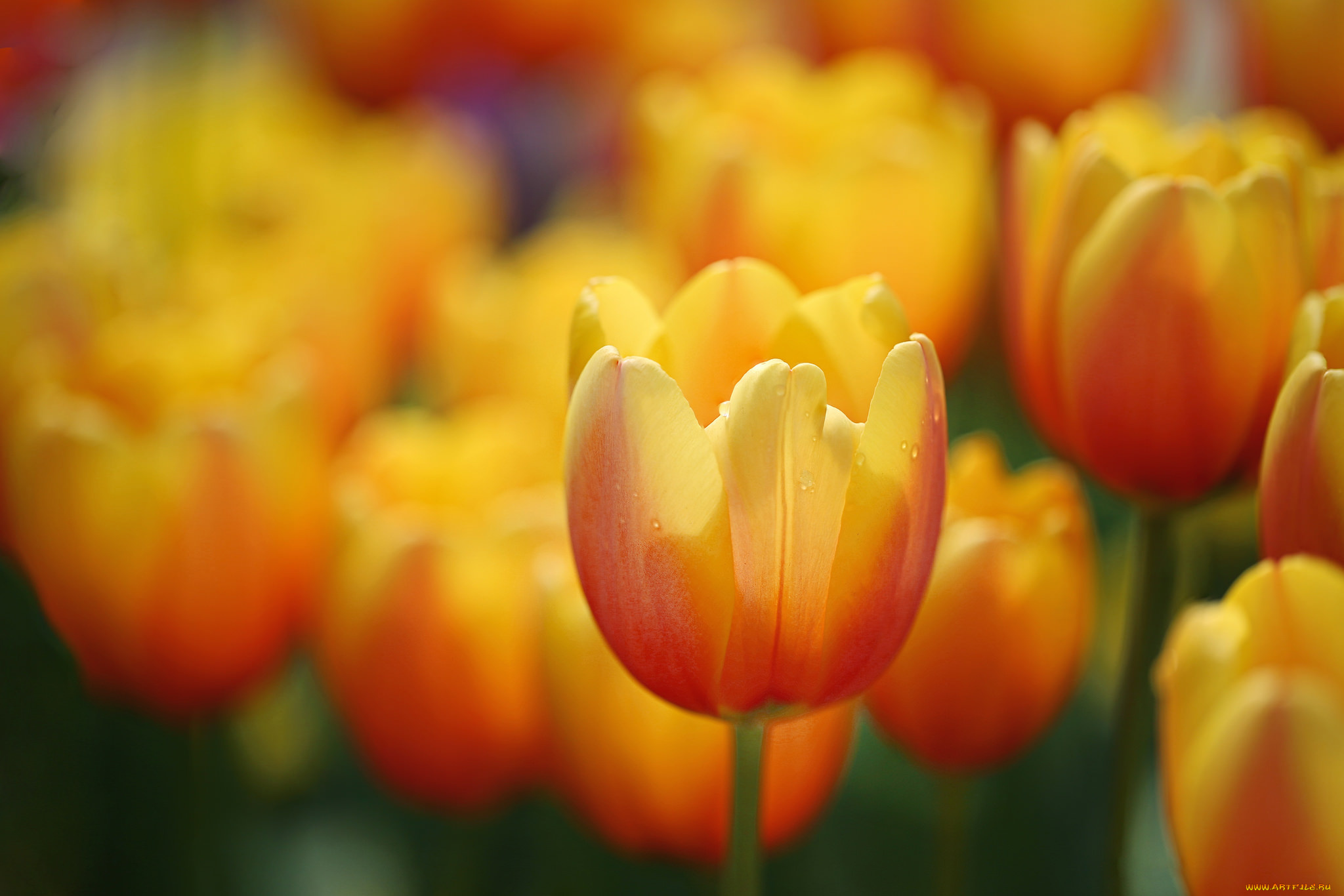 цветы, тюльпаны, оранжевые, весна