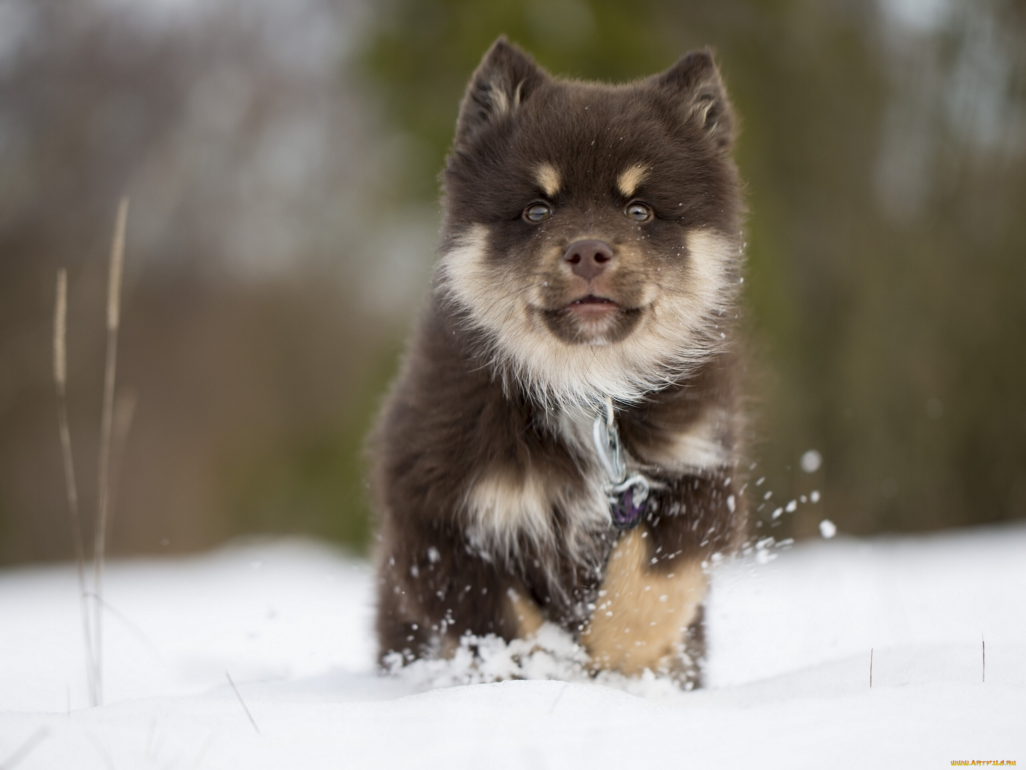животные, собаки, финский, лаппхунд, финская, лопарская, лайка, собака, щенок, зима, снег