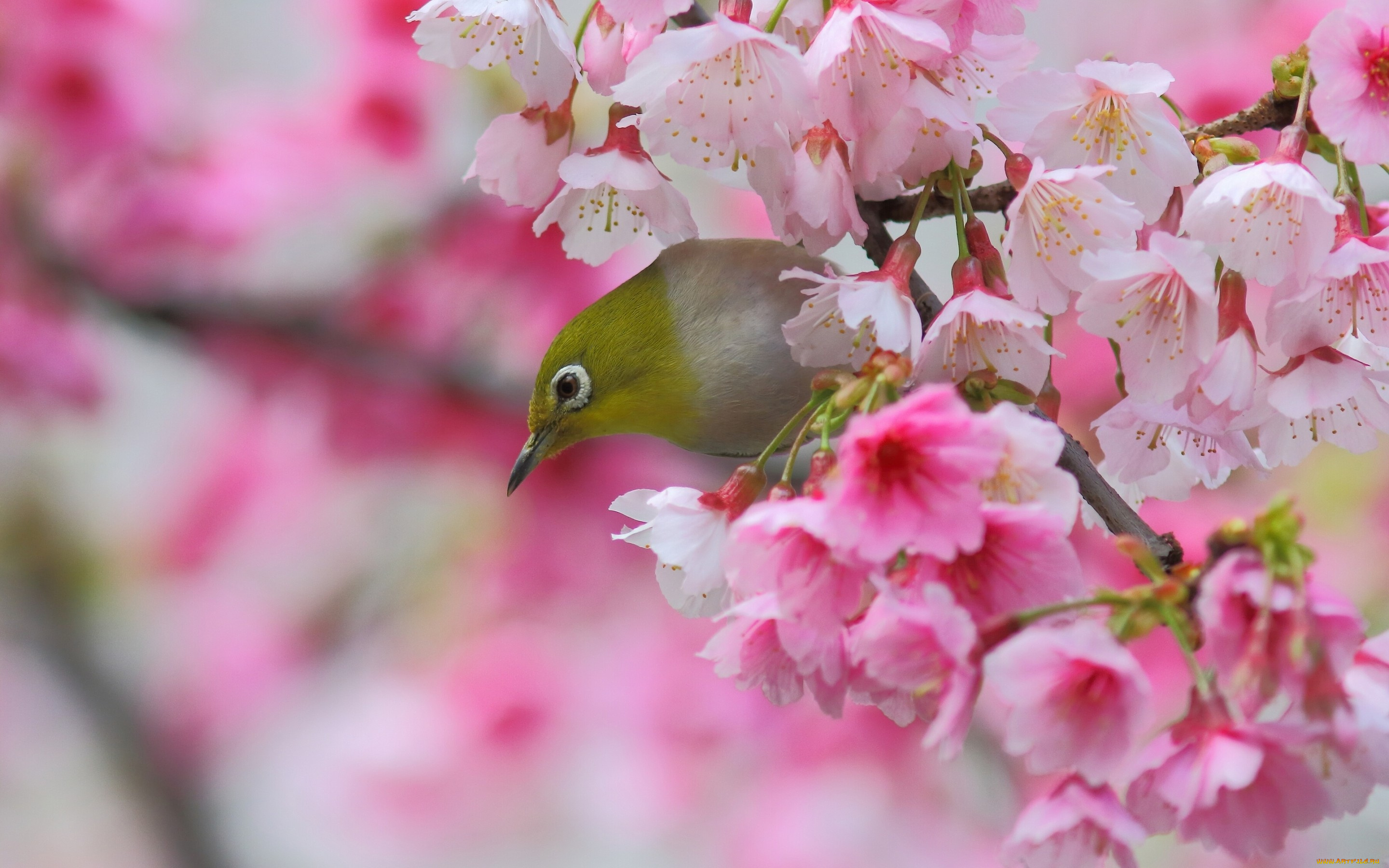 животные, белоглазки, Японская, белоглазка, птица, сакура, вишня, ветка, цветение, цветки, весна