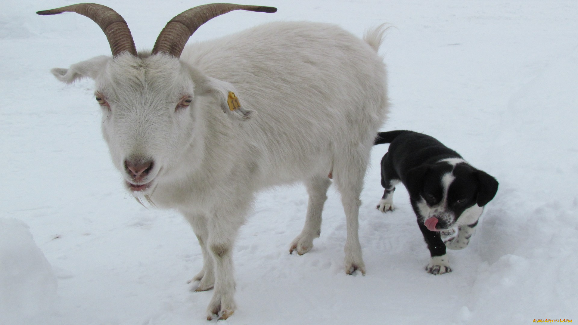 животные, разные, вместе, коза, снег, собака