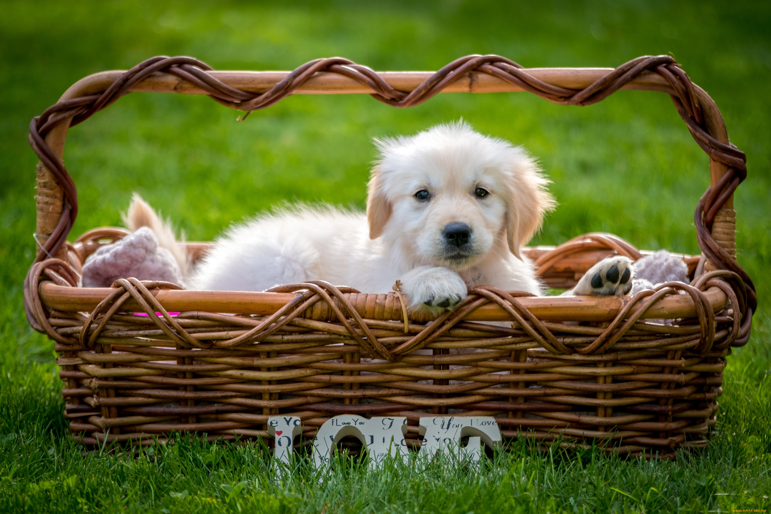 щенок корзина puppy basket скачать