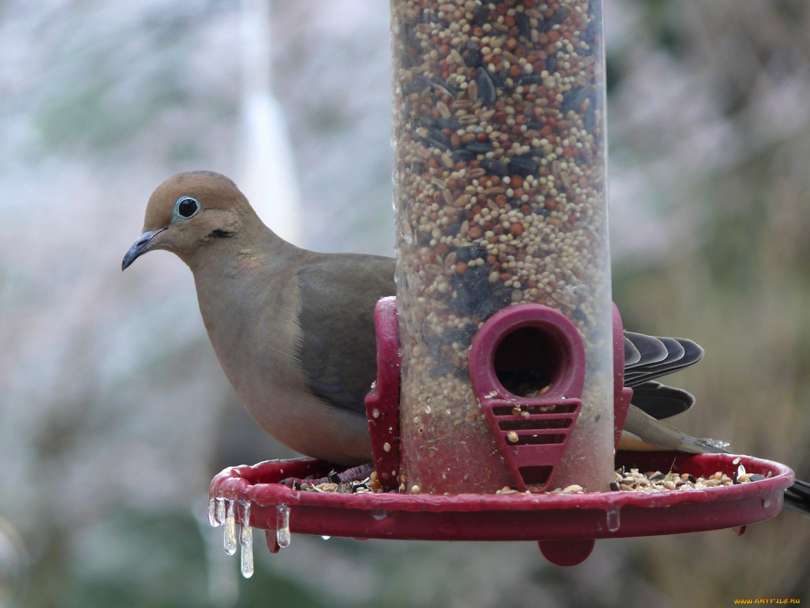 an, icy, cold, mourning, dove, животные, голуби