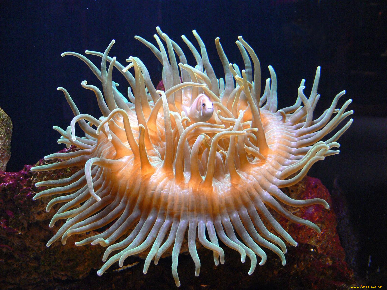 clownfish, and, sea, anomone, животные, морская, фауна