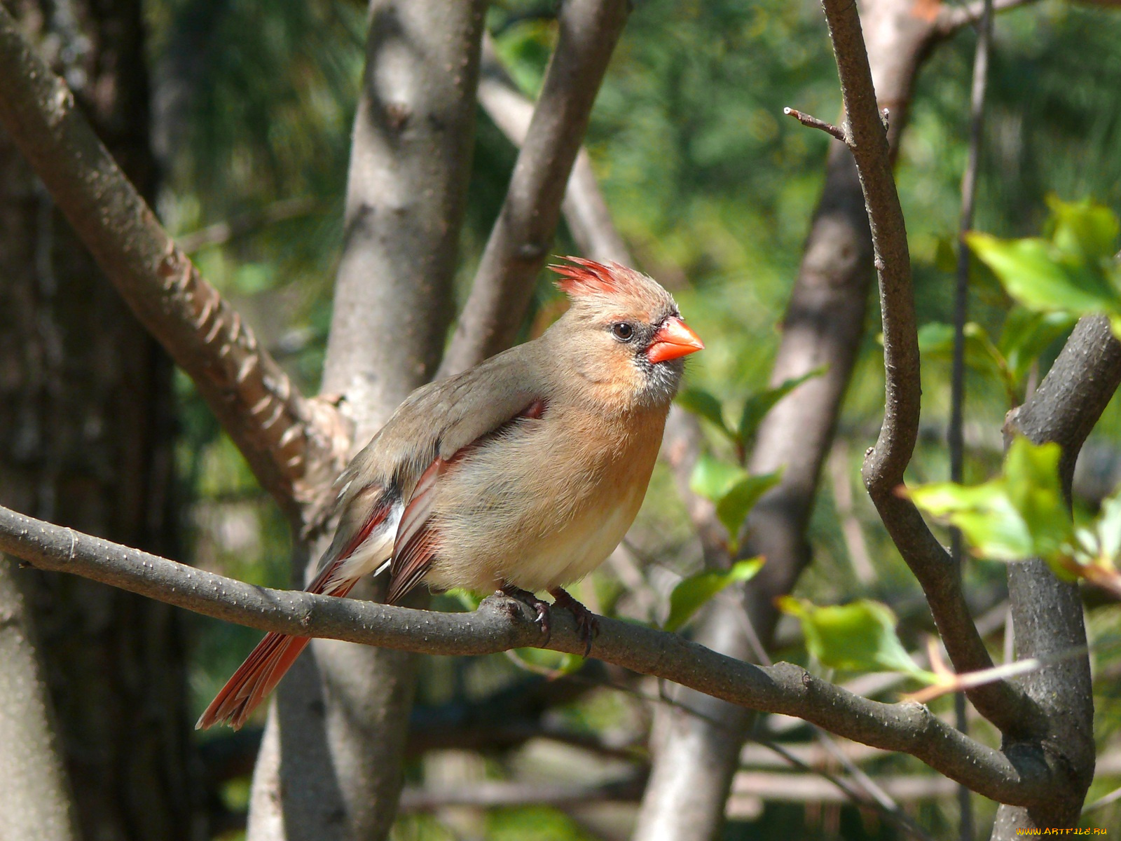 female, northern, cardinal, животные, кардиналы