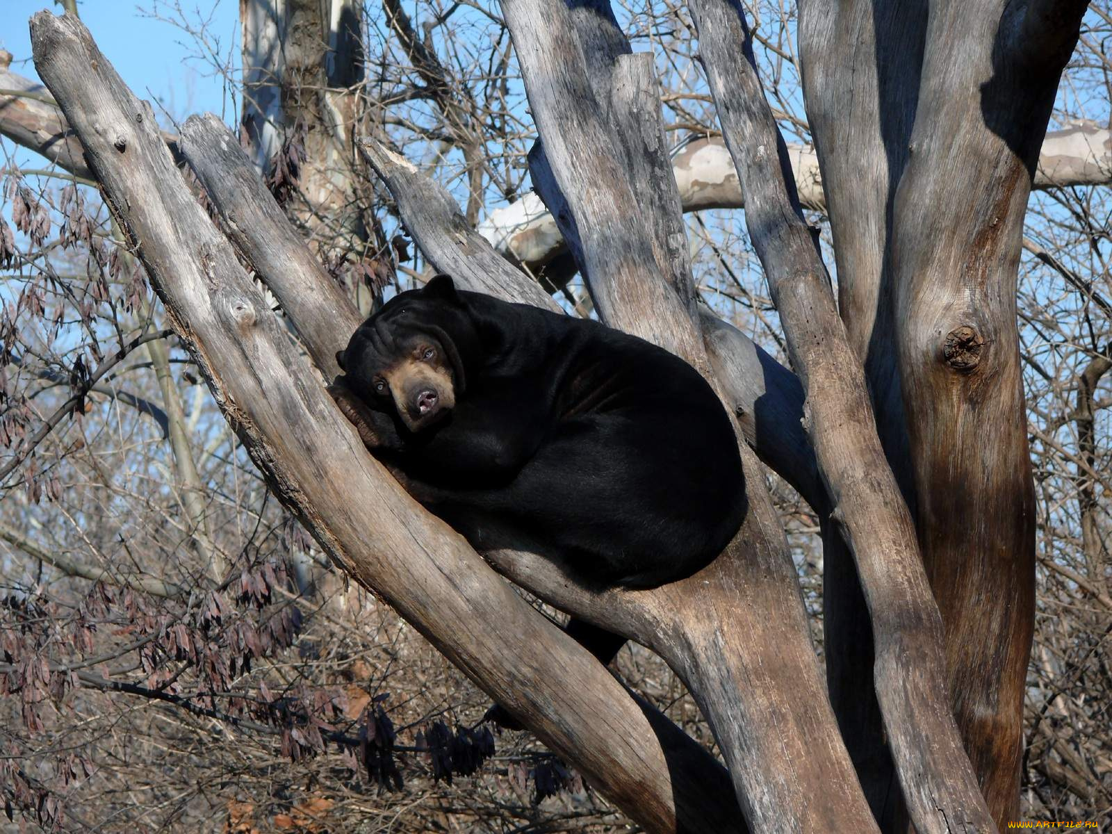 he, malayan, sun, bear, enjoying, warm, животные, медведи