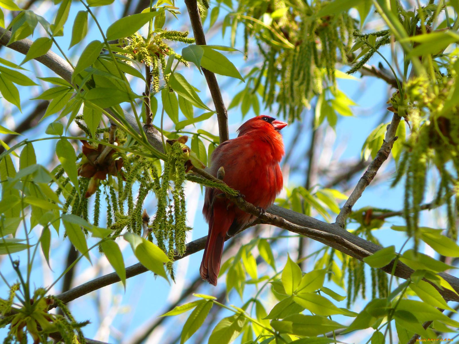 male, northern, cardinal, животные, кардиналы