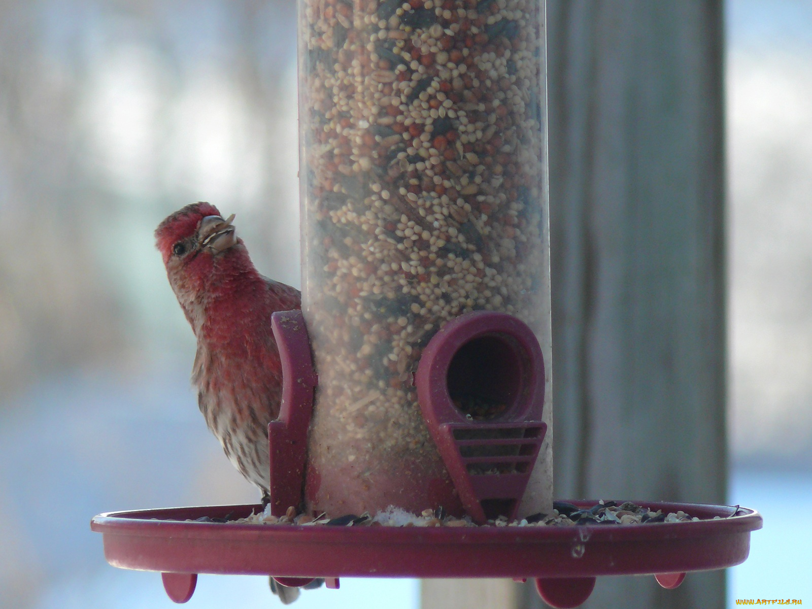 red, finch, showing, off, his, food, животные, птицы