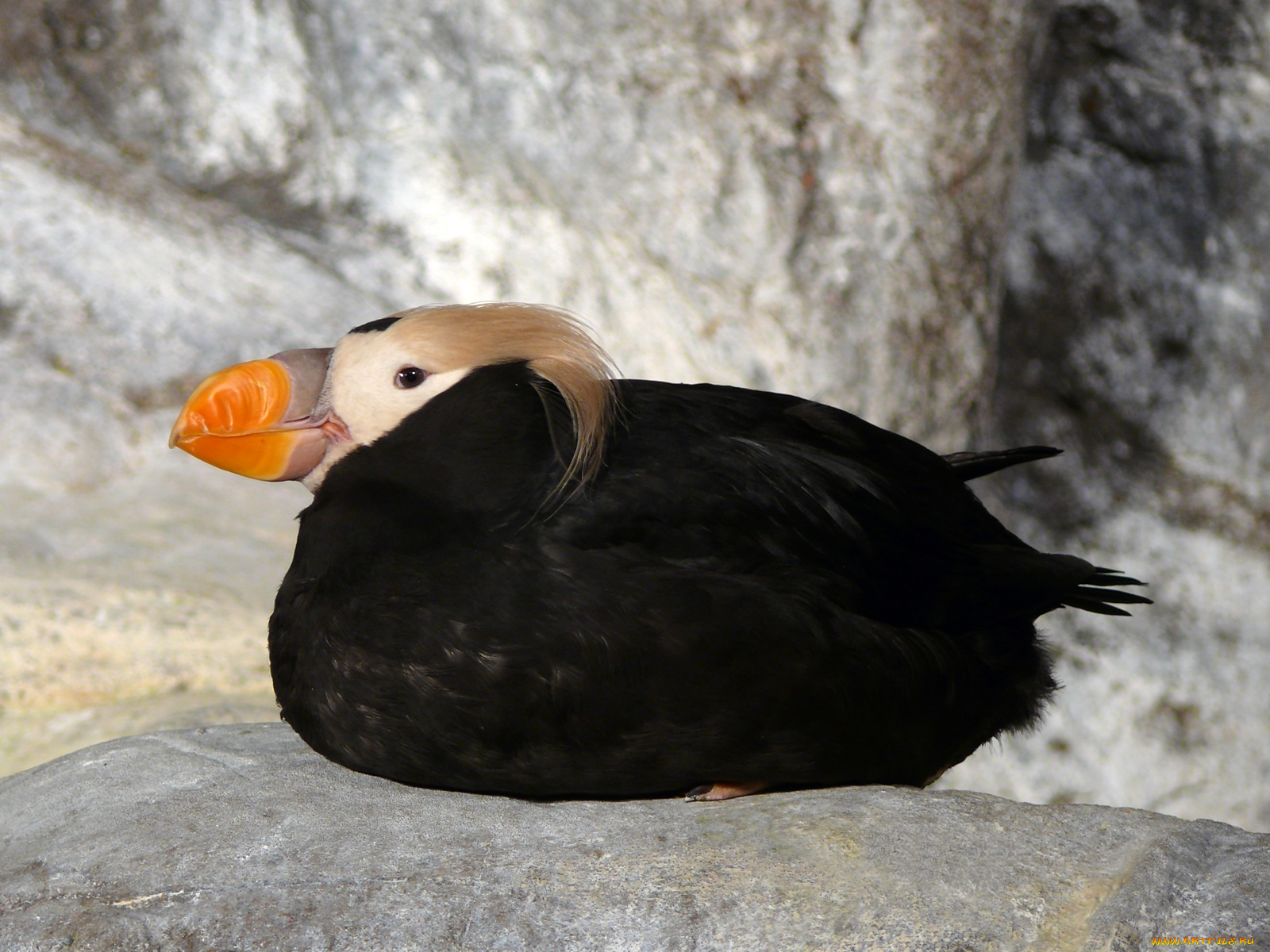 tufted, puffin, in, the, penguin, and, coast, животные, тупики