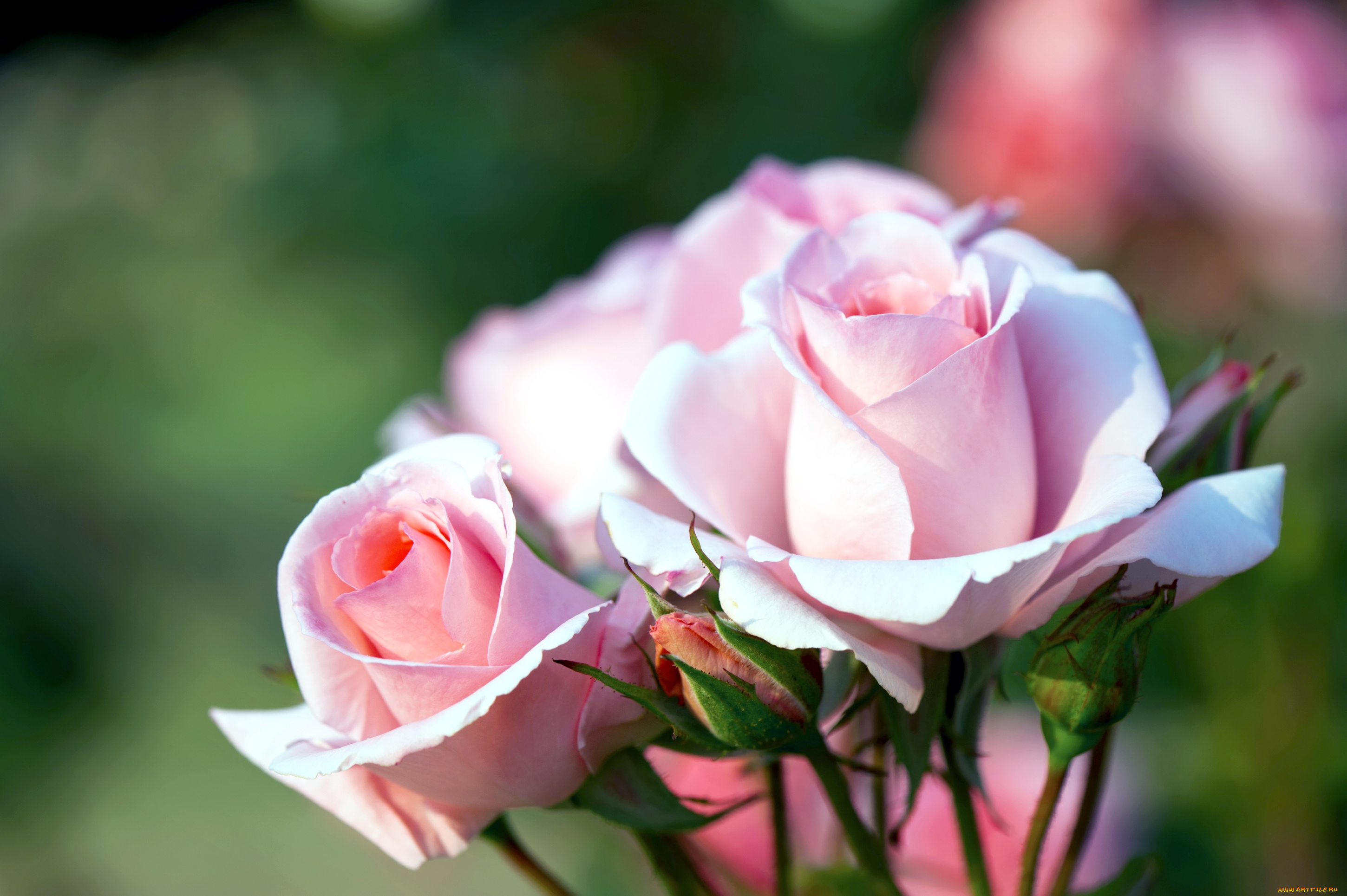 цветы, розы, розовый, бутоны