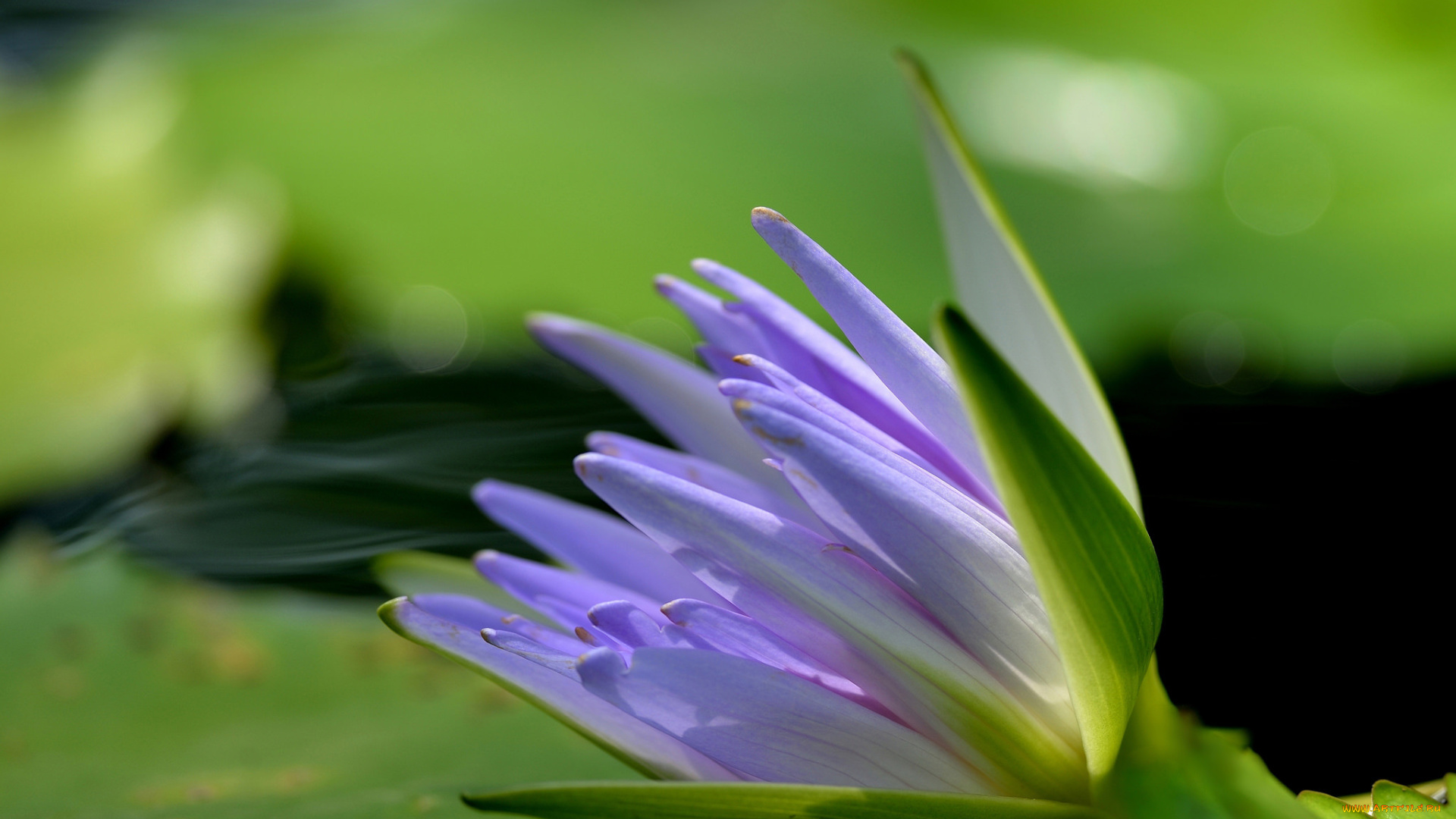 цветы, лилии, водяные, , нимфеи, , кувшинки, water, lilies, flowers, the, lake, озеро, водяные, лилии