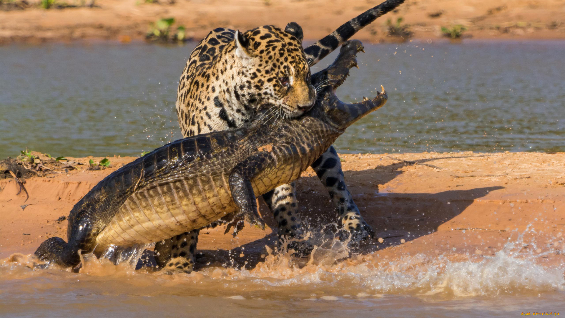 животные, разные, вместе, битва, ягуар, крокодил, охота