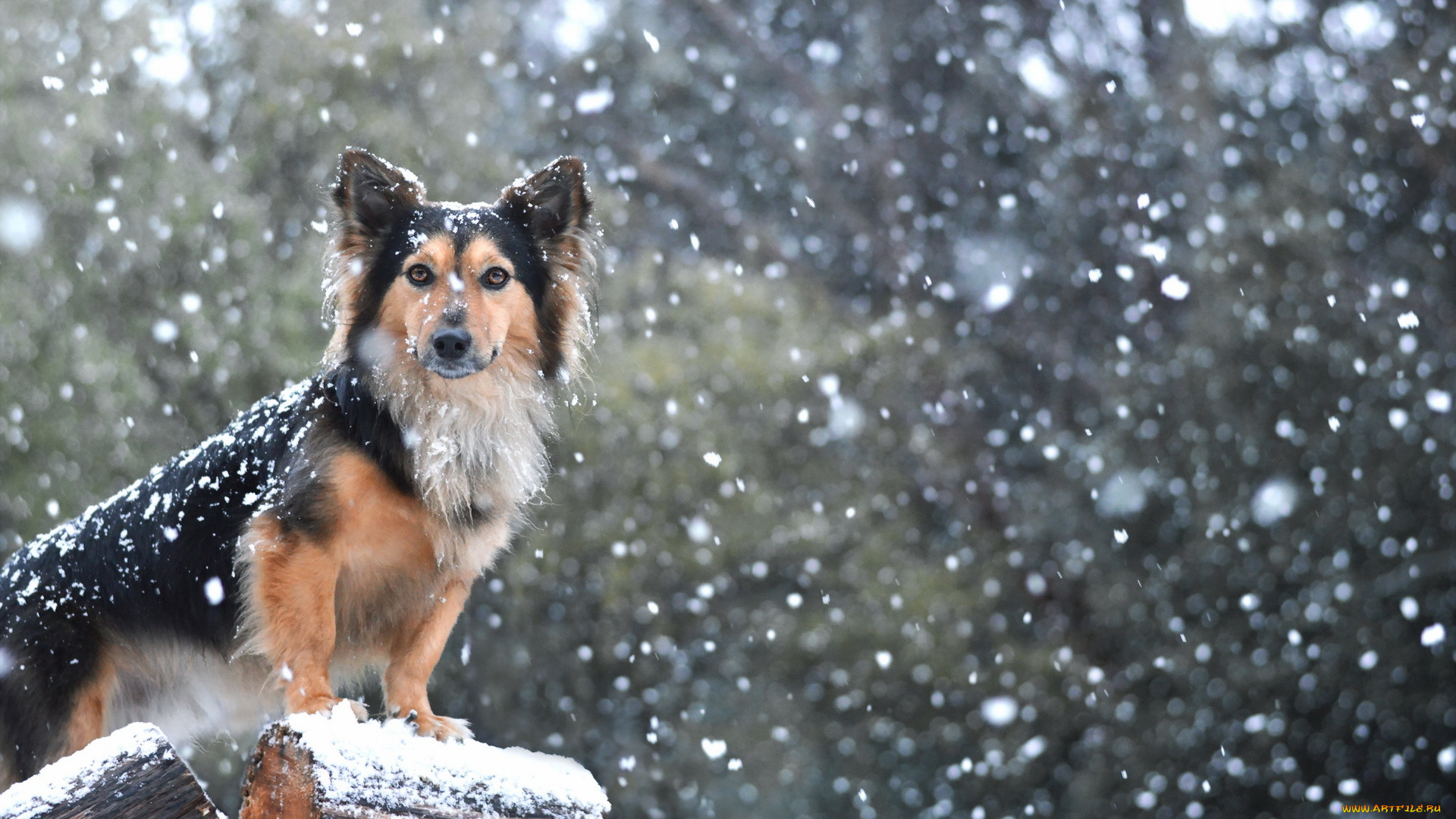 животные, собаки, взгляд, снег