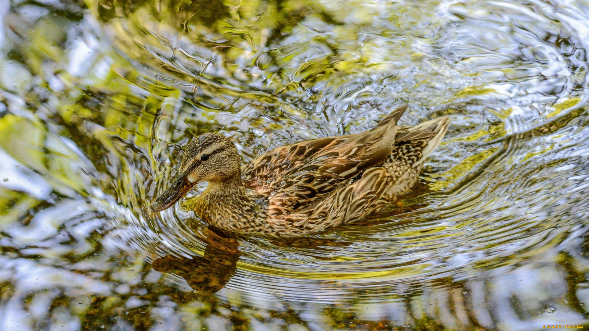 животные, утки, вода, рябь, блики, клюв