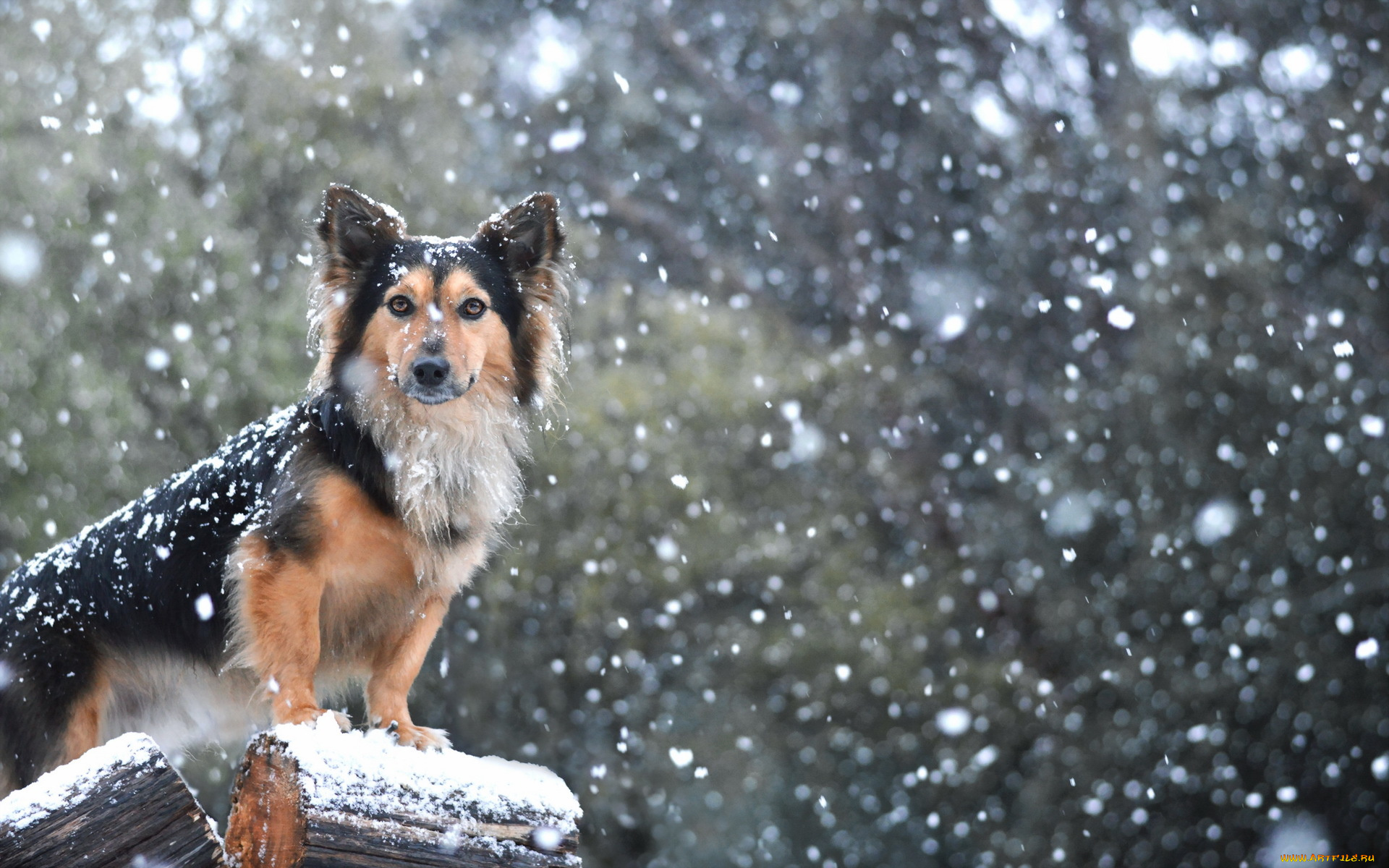 животные, собаки, взгляд, снег