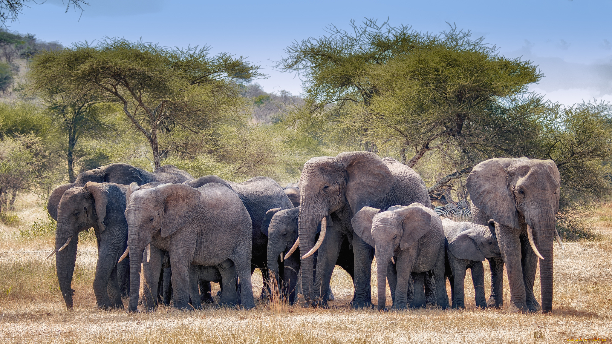 Слоновье стадо. Африканский саванный слон. Стадо слонов. Популяция слонов. Стая слонов.