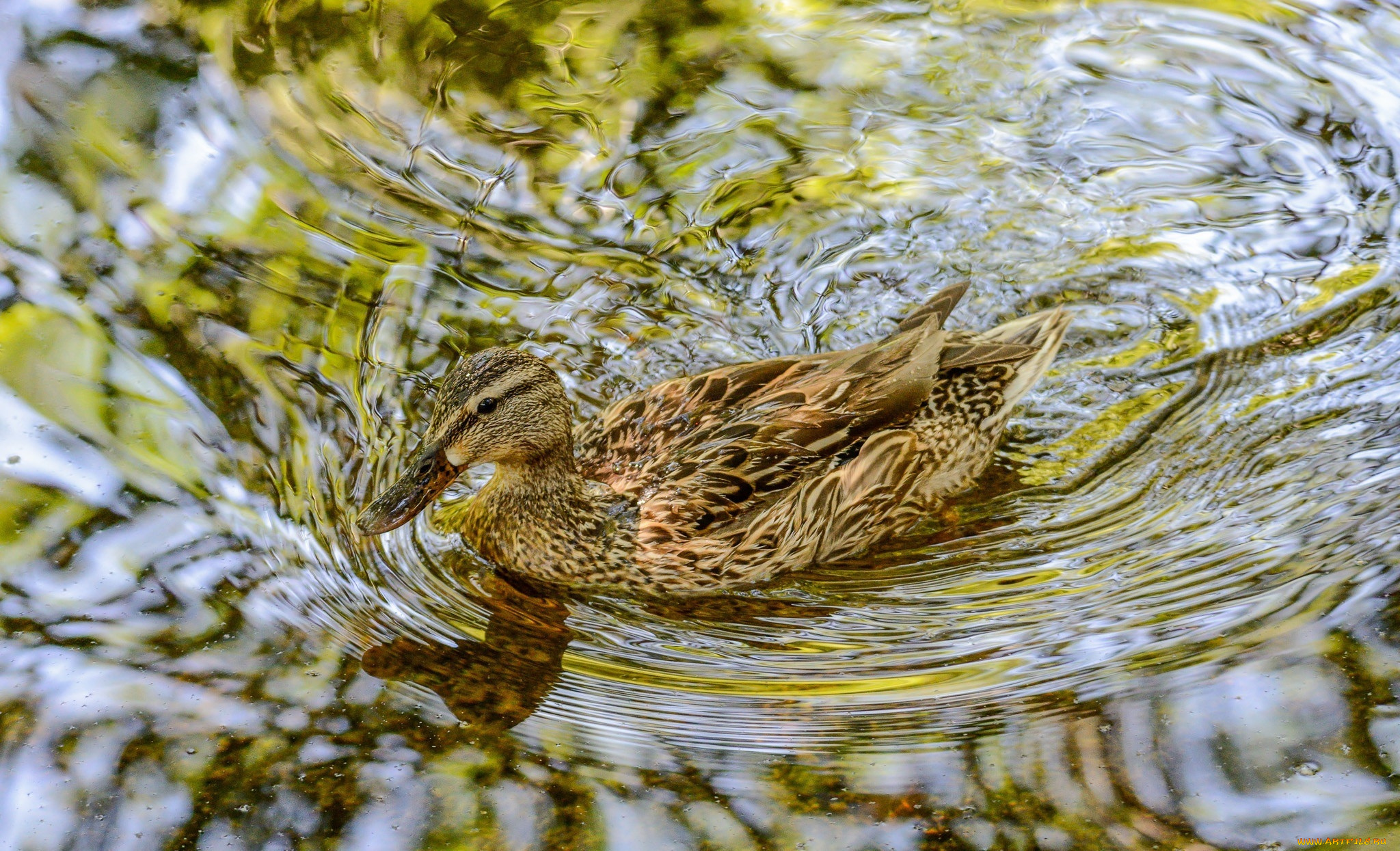 животные, утки, вода, рябь, блики, клюв