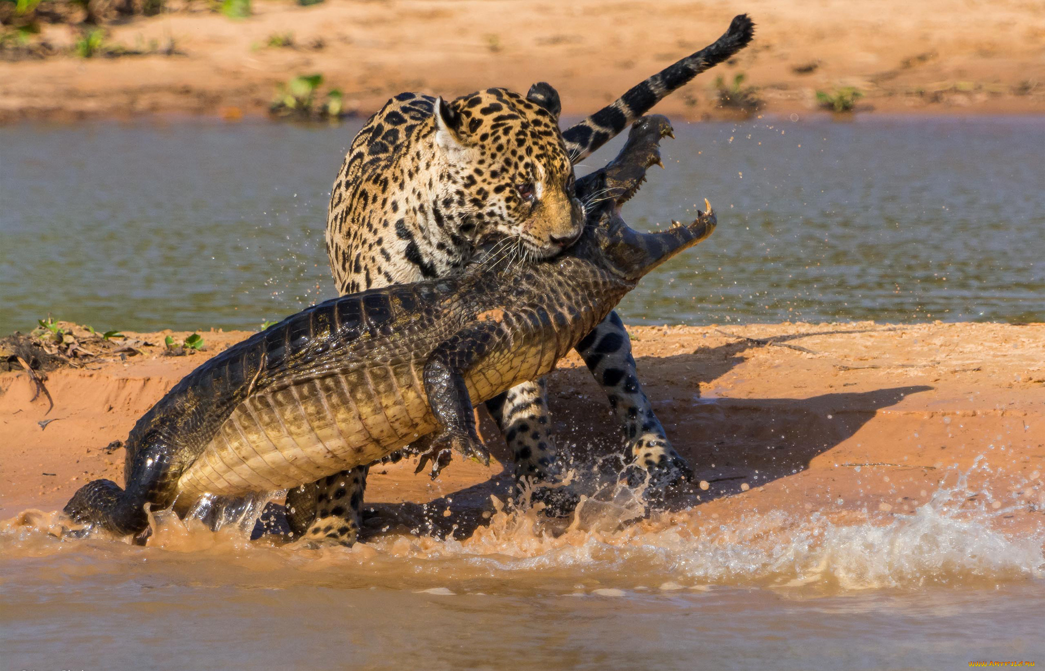 животные, разные, вместе, битва, ягуар, крокодил, охота